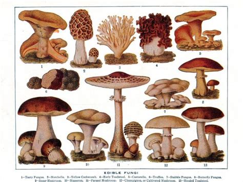 Magical Mushrooms: The Allure of Edible Fungi