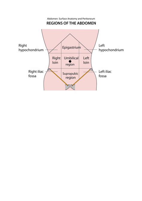 (PDF) Abdomen: Surface Anatomy and Peritoneum · REGIONS OF THE ABDOMEN ...