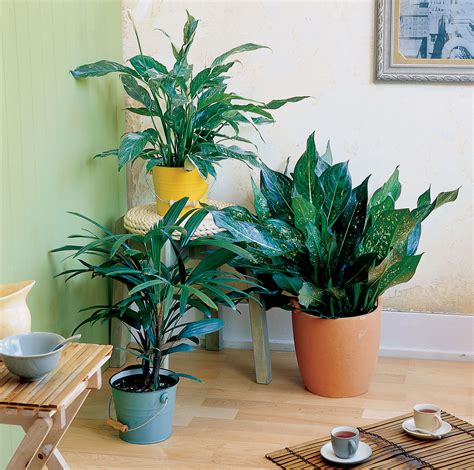 Easy-Care Indoor Plants - Sunset Magazine