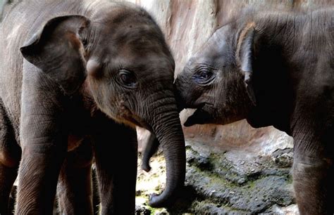 Baby Sumatran elephants at Ragunan zoo in Jakarta