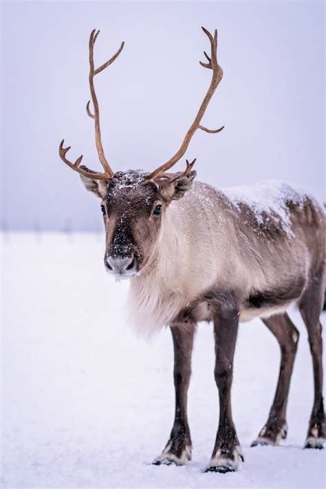 Reindeer with a Massive Antlers Stock Image - Image of close, cattle ...