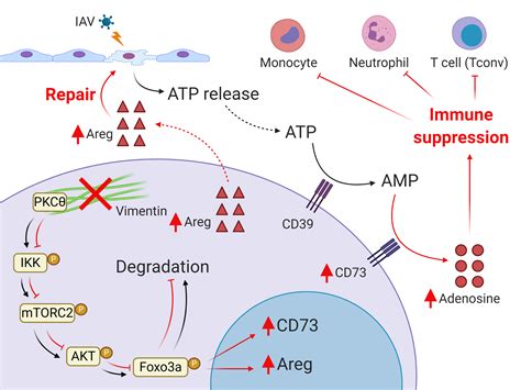 Role of Vimentin in Regulatory T Cell Function: Karen Ridge Lab ...