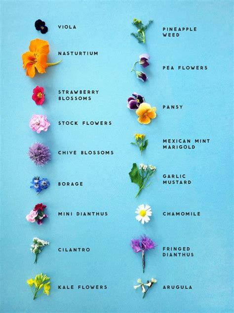 A List of Edible Flowers & How to Use Them - This Healthy Table