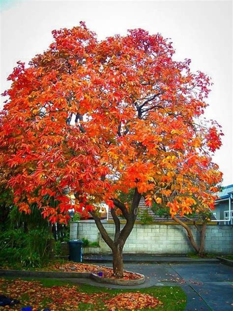 American Persimmon tree common persimmon | Etsy