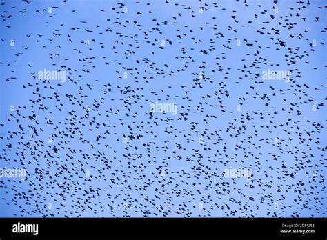 Many birds in the sky. Birds in the sky background. Migration season ...