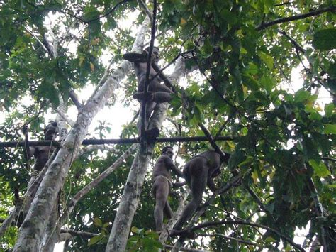 The Tree Houses of the Korowai Tribe of West Papua New Guinea - News ...