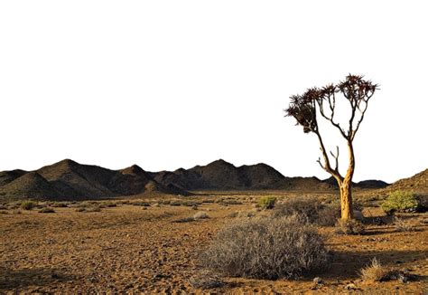 Desertification - Causes, Effects, and Solutions