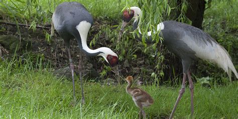 White-naped crane | Smithsonian's National Zoo and Conservation Biology ...