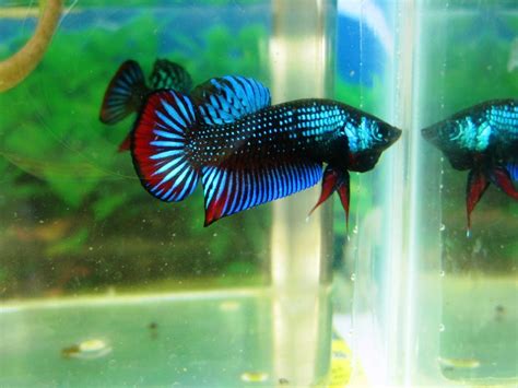 Phoenix's Betta imbellis & Betta pangkalanbun - The Planted Tank Forum