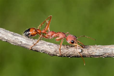 Australian Bull Ant Nest Against Blue Sky Stock Image - Image of ...