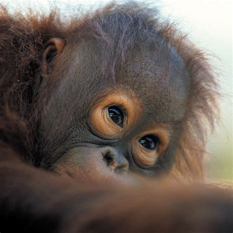 14-Day Borneo Eco & Wildlife Adventure Tours Packages