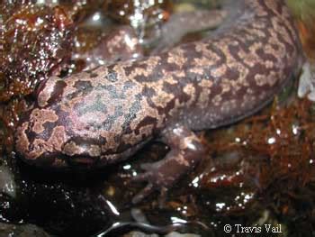 Caudata Culture Species Entry - Dicamptodon tenebrosus