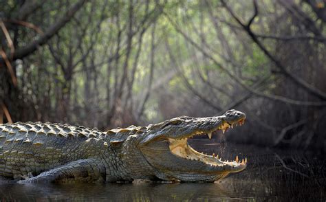 Alligator Symbolism, Dreams, and Messages | Spirit Animal Totems