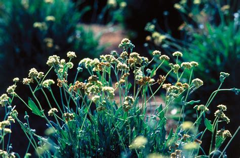 Guayule | Rubber-producing, Shrubby, Perennial | Britannica