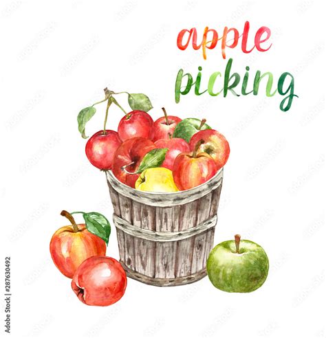 Watercolor fresh ripe apples in a wooden bushel basket, isolated ...