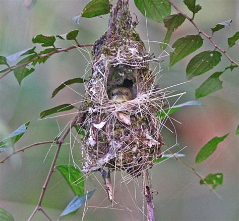 Crimson Backed Sunbird in nest