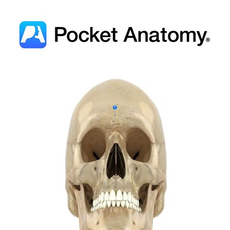 Ilium - iliac crest - Pocket Anatomy