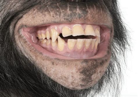 Frugivore Teeth: What Chimpanzees Reveal About the Natural Human Diet ...