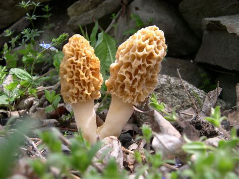 Identifying Yellow Morel Mushrooms (Morchella sp.) - Hunt Mushrooms