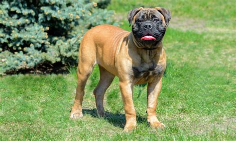 Bullmastiff Breed: Characteristics, Care & Photos | BeChewy