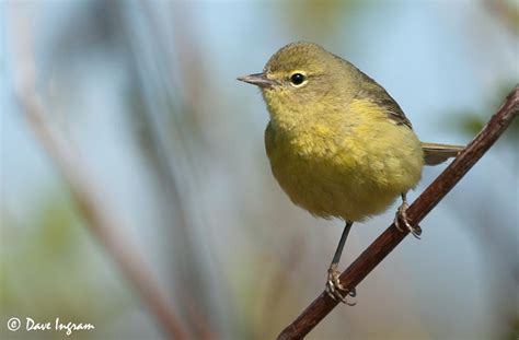 Orange-crowned Warbler