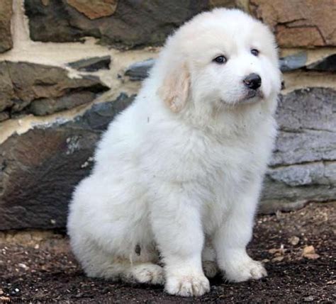 Great Pyrenees Puppies Images | Puppies, Great pyrenees puppy, Great pyrenees