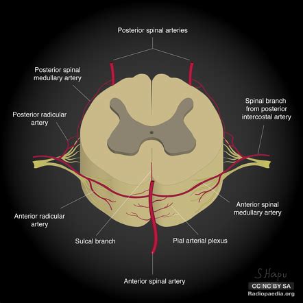 Posterior Spinal Artery