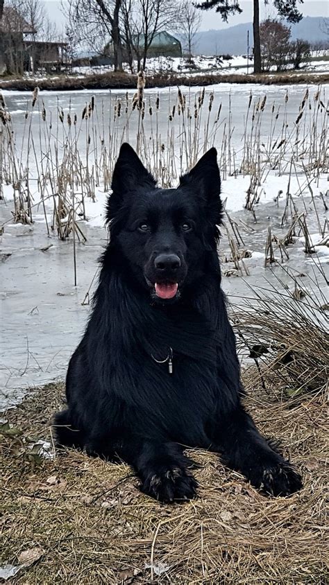 Neo am Eisweiher ;) | Black german shepard, Black german shepherd ...