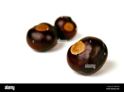 Buckeye nuts from the official tree of Ohio Stock Photo - Alamy