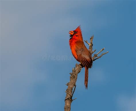 Singing Cardinal on Top of the World Stock Photo - Image of face, bird: 126217064