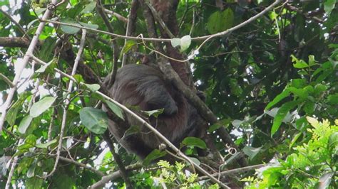 Searching for animals, all over the world: The mammals of Ecuador