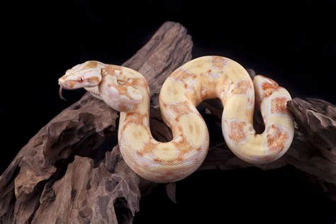 Boas Pictures - AZ Animals