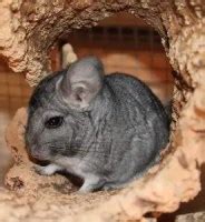 20 Different Chinchilla Colors - Which Color Is Right For You?