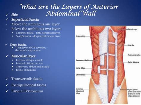 PPT - Abdominal wall PowerPoint Presentation - ID:3081617