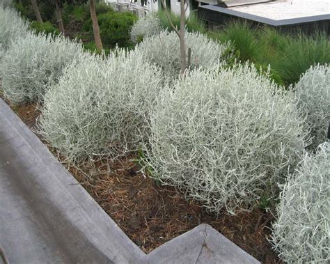 Leucophyta brownii | Native garden, Dry garden, Australian garden