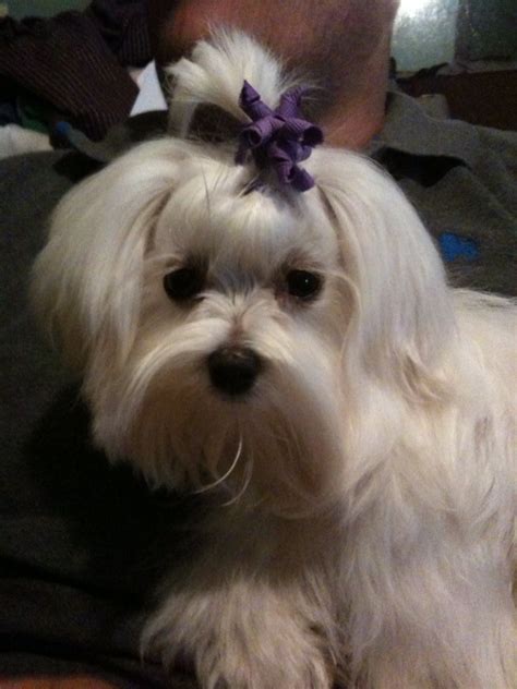 Dog Grooming : Biological Science Picture Directory – Pulpbits.net