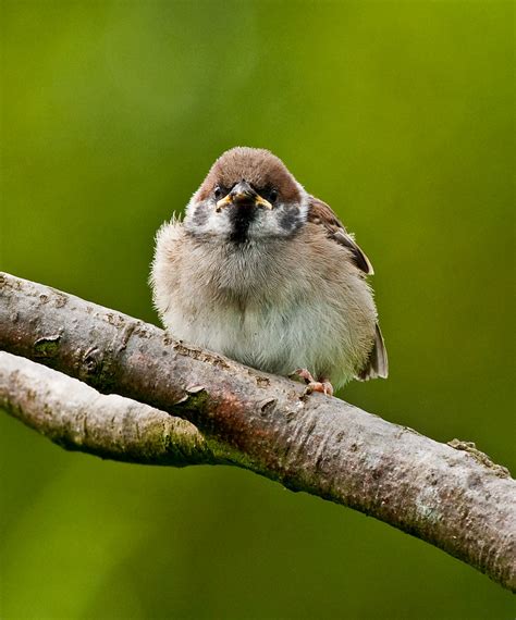 Cute Baby!! (Tree Sparrow Fledgling) | A young Tree Sparrow … | Flickr