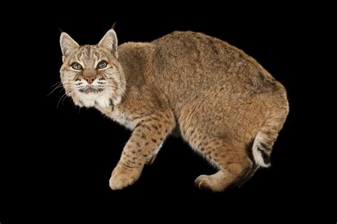 Things You Didn't Know About Bobcats | Bobcat pictures, Small wild cats, Wild cats