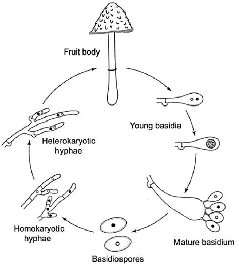 -Example of the life cycle of a Basidiomycota fungus. Source: Watkinson... | Download Scientific ...