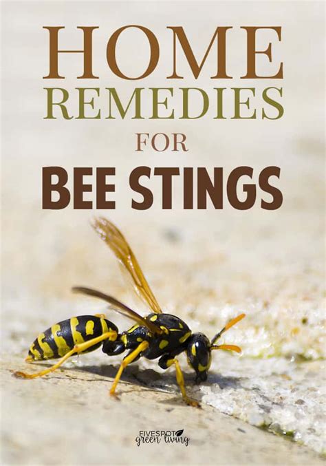 blog-home-remedies-wasp-stings - Five Spot Green Living