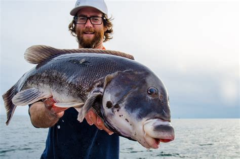 Tautog Fishing Tips from the Pros - On The Water