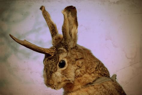 Are jackalopes real? - Zoo Atlanta