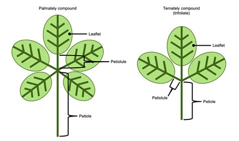 Label The Parts Of Leaf - leaflive