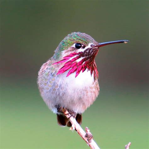 Pasarea Colibri, pasarea cu pene ca solzii care face din zbor o arta si din bataia aripilor un ...