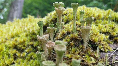 Moss and Lichen of the Pacific Northwest | The Intertwine