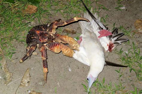 Giant coconut crab sneaks up on a sleeping bird and kills it | New Scientist