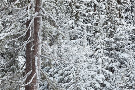 Snowy Forest Stock Photo | Royalty-Free | FreeImages