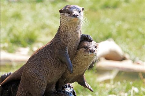 Creature feature: The playful river otter | Forest Preserve District of Will County