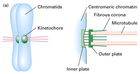 Kinetochore: Definition & Structure - Video & Lesson Transcript | Study.com | Video lessons ...