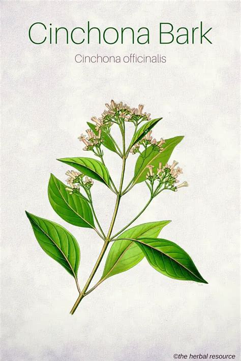 Cinchona Bark Uses, Benefits and Side Effects